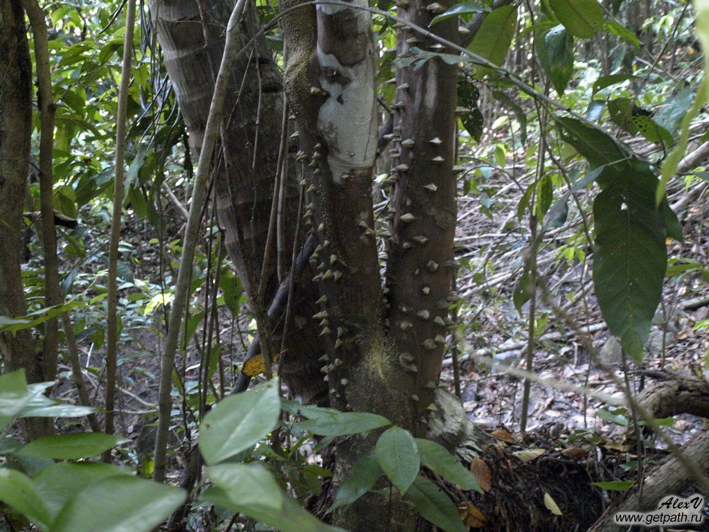 Colombia_2011-04-08_17-32-21.JPG